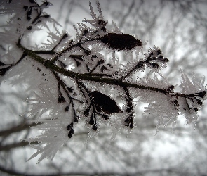 Drzewo, Zima, Gałąz, Ośnieżona