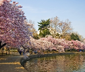 Park, Drzewa, Kwitnące, Staw, Wiosna