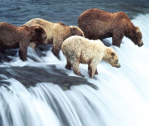 Wodospad, Niedźwiedzie