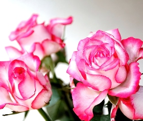 Różowe, Róże, Kwiaty
