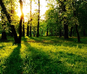 Las, Słońca, Promienie, Drzewa, Przyroda