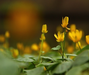 Ziarnopłon Wiosenny, Kwiaty, Żółte