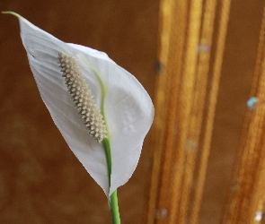 Biały, Skrzydłokwiat, Kwiat