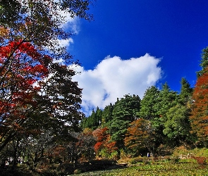 Park, Jesień, Drzewa, Chmury, Kolorowe