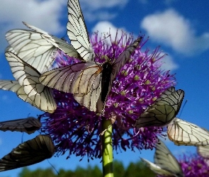Niebo, Motyle, Białe, Kwiat
