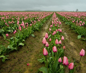 Tulipany, Uprawa, Różowe