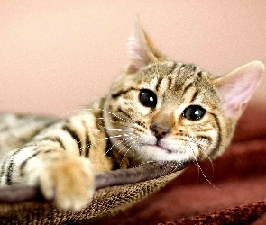 Dachowiec, Kot