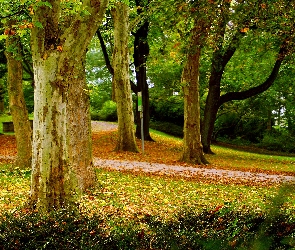Jesienny, Drzewa, Park