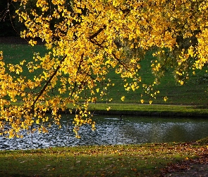 Rzeka, Jesień, Drzewo