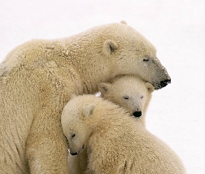 Młode, Mama, Niedźwiedzie, Polarne