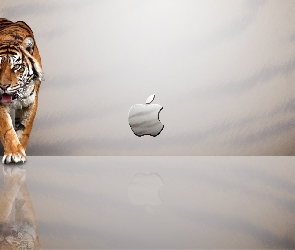 Tygrys, Apple, Logo