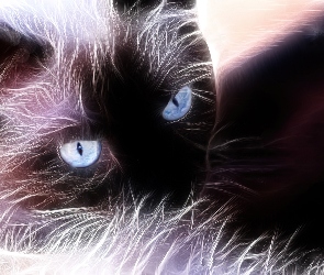 Kot, Fraktal, Oczy