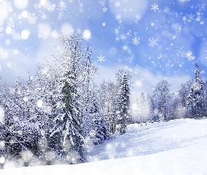 Drzewa, Gwiazdki, Zima, Śnieg