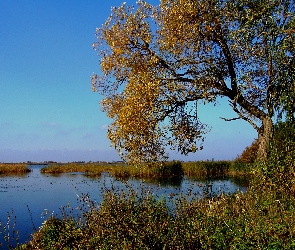 Jezioro, Zieleń