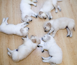 Labradory, Śpiące, Szczeniaki, Podłoga