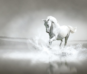 Koń, Biały