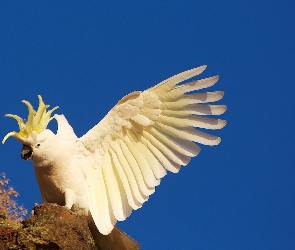 Kakadu, Papuga