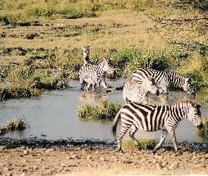woda, Zebra