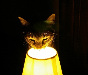 Pyszczek, Lampa, Kot