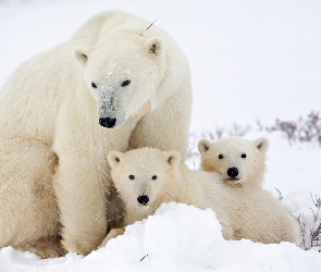 Niedźwiedzie, Matka, Małe, Dwa