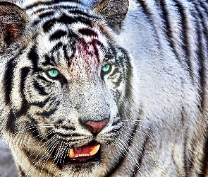 Tygrys, Biały