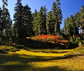 Skraj, Polana, Lasu