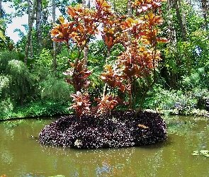 Ogród, Hawaje, Botaniczny