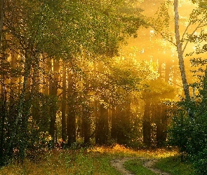 Las, Światło, Przbijąjące, Droga