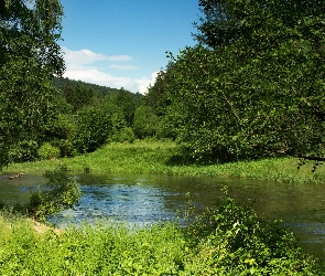 Rzeka, Trawa, Drzewa