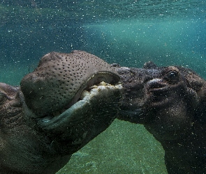 Hipopotamy, Woda
