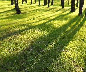 Cienie, Światło, Przebijające, Drzew, Las