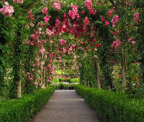 Ogród, Aleja Różana, Botaniczny