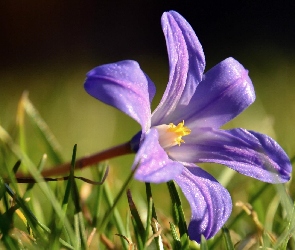 Kwiat, Fioletowy
