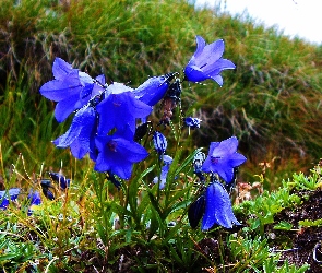 Niebieskie, Trawa, Kwiatki