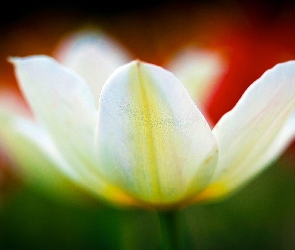 Rozkwitnięty, Tulipan, Biały