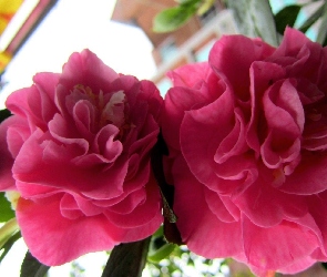 Różowe, Kwiaty