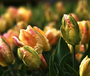 Różowe, Tulipany, Zółte