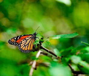Gałązka, Monarch, Motyl