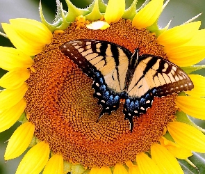 Motyl, Paź królowej, Słonecznik