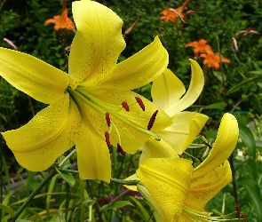 Lilie, Żółte