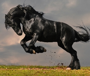 Koń, Trawa, Czarny