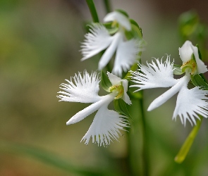 Orchidea, Biała