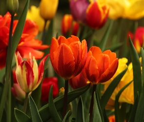 Kolorowe, Kwiaty, Tulipany