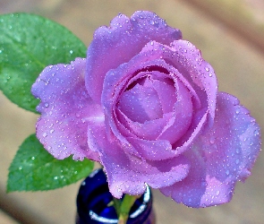 Fioletowa, Rosa, Róża