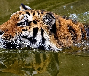 Woda, Kąpiel, Tygrys