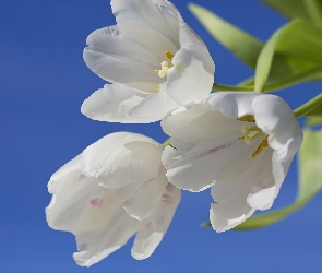 Białych, Tulipanów, Bukiet