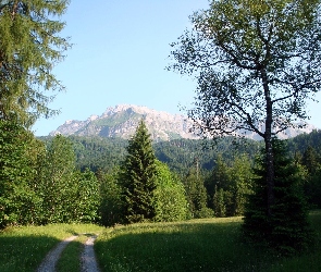 Droga, Polana, Góry, Las