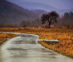 Droga, Góry, Drzewo