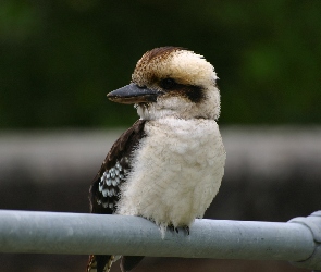 Chichotliwa, Kukabura, Ptak, Australijski
