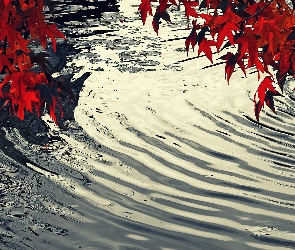 Jesień, Rzeka, Liście, Czerwone